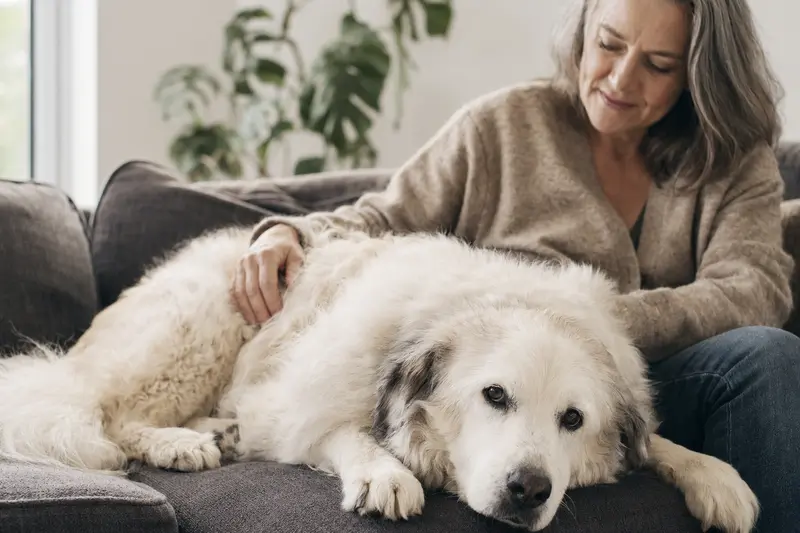 Ein älterer Maremmaner Hirtenhund genießt die liebevolle Zuwendung seines Besitzers auf einem gemütlichen Sofa.