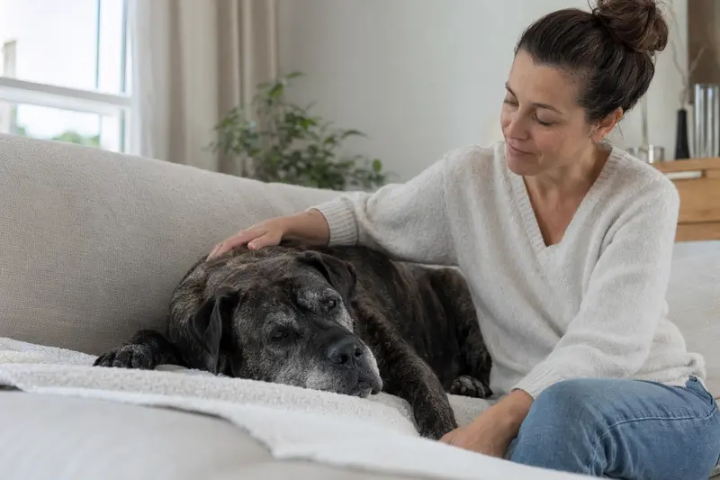 Ein entspannter Mastin Canario Hund wird liebevoll von seinem Besitzer auf einem gemütlichen Sofa gestreichelt.