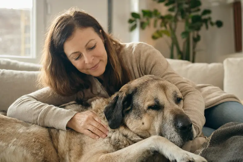 Ein älterer Mastín Español Hund liegt entspannt auf einem Sofa, während sein Besitzer ihn liebevoll streichelt.