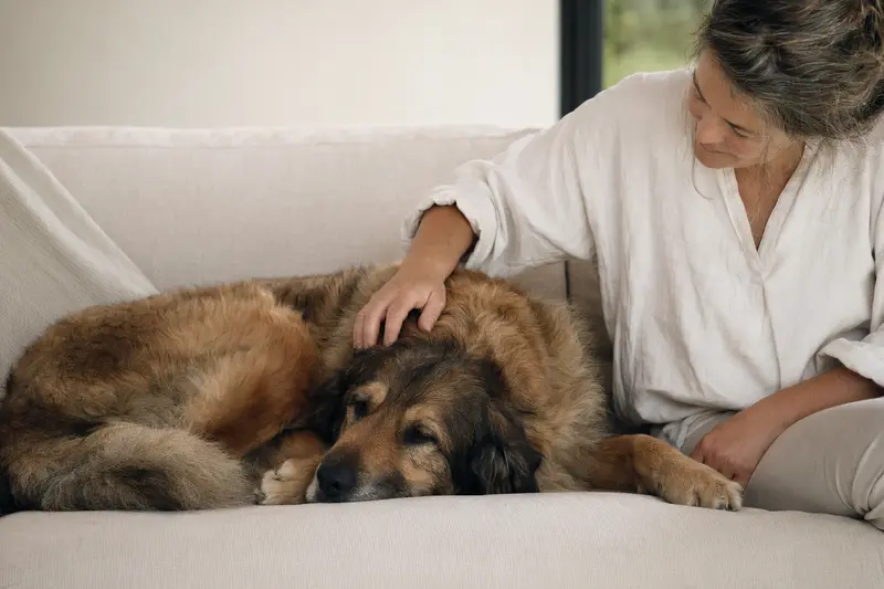Ein älterer Mastin Leones Hund liegt entspannt auf einem Sofa, während sein Besitzer ihn liebevoll streichelt.