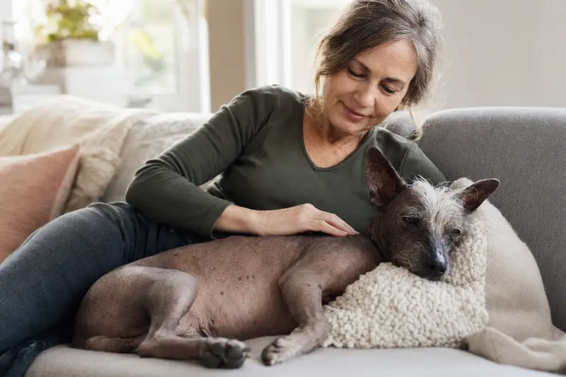 Ein älterer Mexikanischer Nackthund liegt entspannt auf einem gemütlichen Sofa, während sein Besitzer ihn liebevoll streichelt.