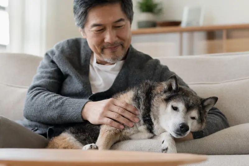 Ein älterer Mikawa Inu Hund entspannt auf einem Sofa, während sein Besitzer ihn liebevoll streichelt.