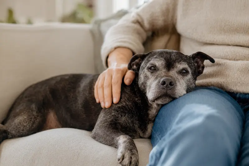 Ein älterer Mini Staffordshire Bullterrier entspannt auf einem Sofa, während sein Besitzer ihn liebevoll streichelt, vermittelt ein Gefühl von Fürsorge und Sicherheit in einem ruhigen Zuhause.