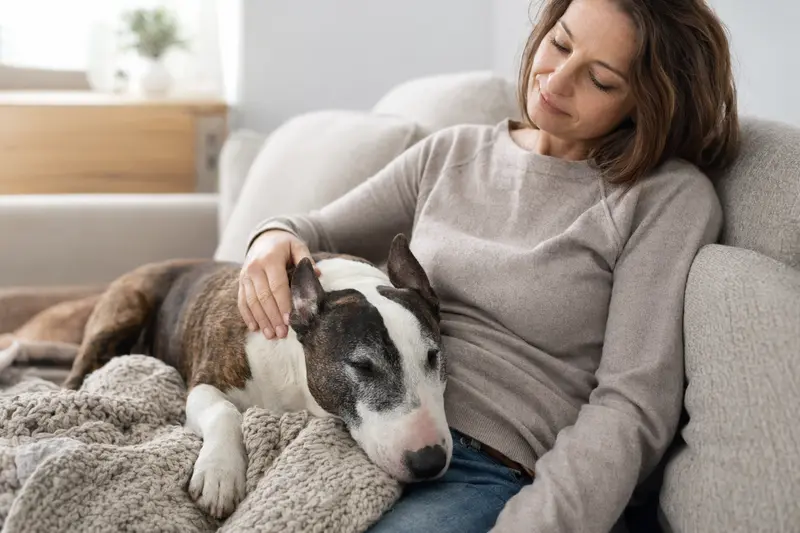 Ein entspannter Miniatur Bullterrier liegt auf einem Sofa, während sein Besitzer ihn liebevoll streichelt und eine warme Lichtstimmung erzeugt.