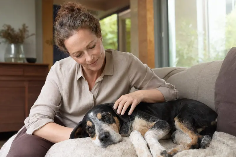 Ein älterer Montenegrinischer Gebirgsbracke Hund liegt entspannt auf einem Sofa, während sein Besitzer ihn liebevoll streichelt.