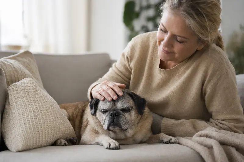 Ein älterer Mops liegt entspannt auf einem Sofabereich, während sein Besitzer liebevoll über ihn streichelt.