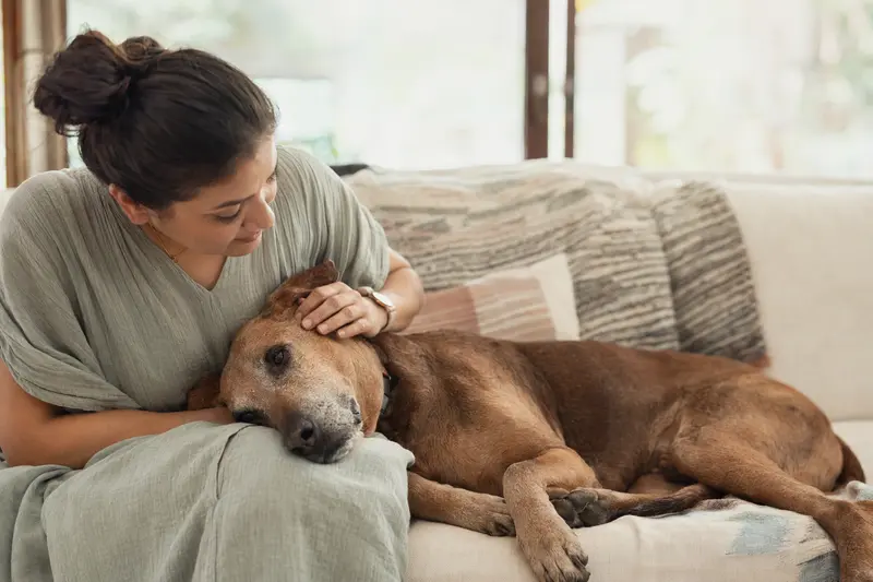 Ein älterer Mudhol Hound entspannt auf einem Sofa, während sein Besitzer ihn liebevoll streichelt.