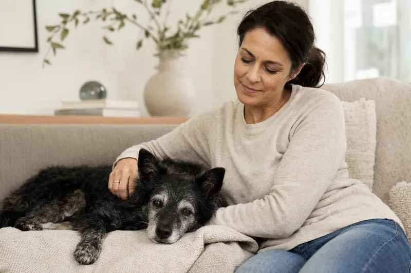 Ein älterer Mudi Hund liegt entspannt auf einem gemütlichen Sofa, während sein Besitzer ihm liebevoll über das Fell streichelt und eine warme Lichtstimmung das ruhige Zuhause beleuchtet.
