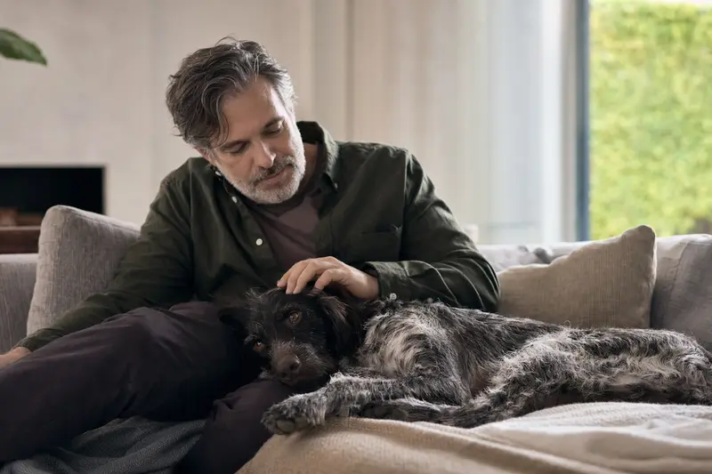 Ein älterer Münsterländer Hund liegt entspannt auf einem Sofa, während sein Besitzer ihn liebevoll streichelt.