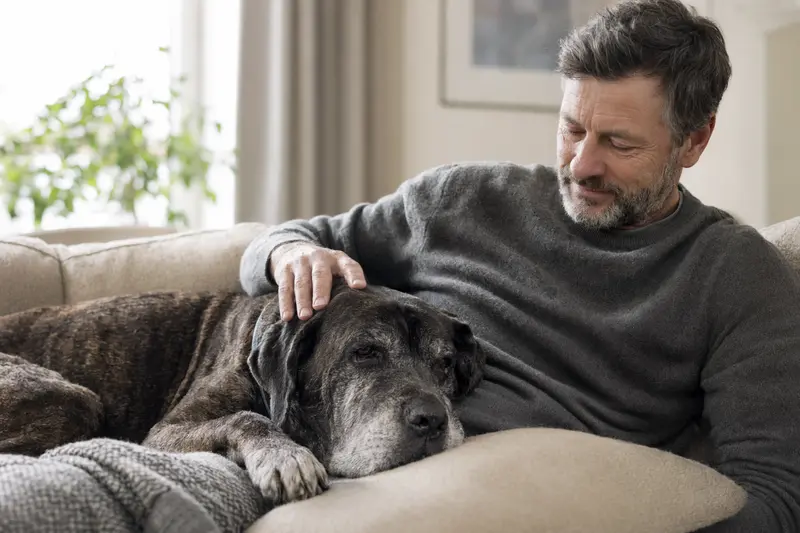 Ein älterer Napoletano Hund liegt entspannt auf einem Sofa, während sein Besitzer ihn liebevoll streichelt.