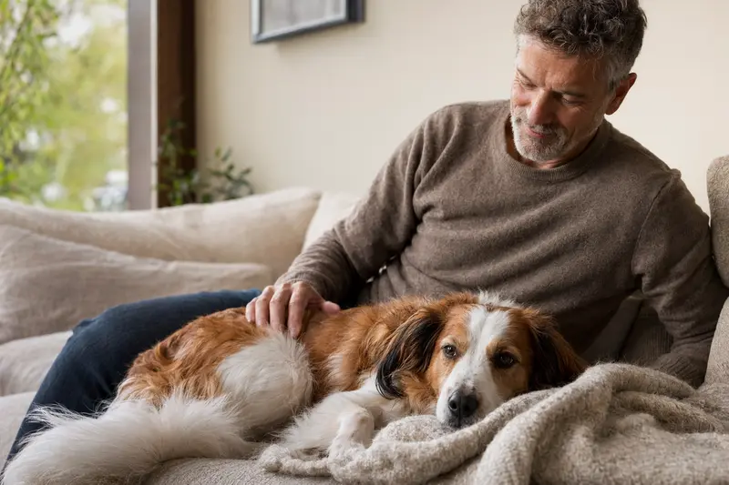 Ein älterer Nederlandse Kooikerhondje Hund entspannt auf einem gemütlichen Sofa, während sein Besitzer ihn liebevoll streichelt.