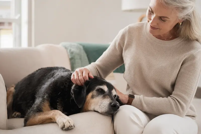 Ein älterer Neuseeländer Huntaway Hund liegt entspannt auf einem Sofa, während sein Besitzer ihn liebevoll streichelt.