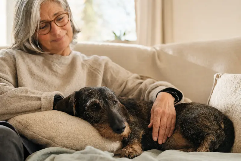 Ein älterer Niederlaufhund entspannt auf einem Sofa mit seinem liebevollen Besitzer in einem warmen Zuhause.