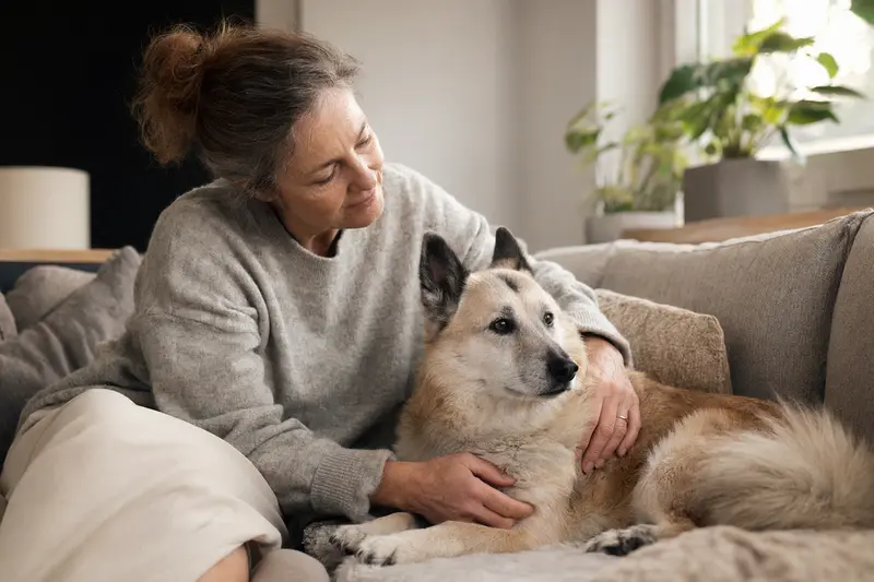 Ein älterer Norwegischer Buhund liegt entspannt auf einem Sofa, während sein Besitzer ihn liebevoll streichelt.