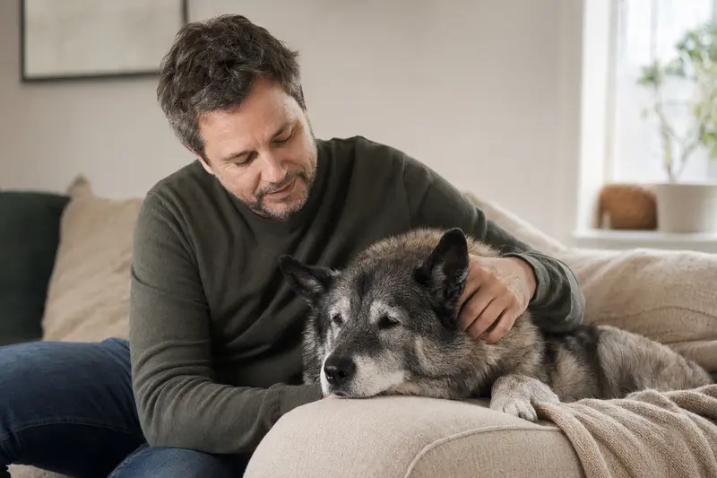 Ein älterer grauer Norwegischer Elchhund liegt entspannt auf einem gemütlichen Sofa, während sein Besitzer ihn liebevoll streichelt.
