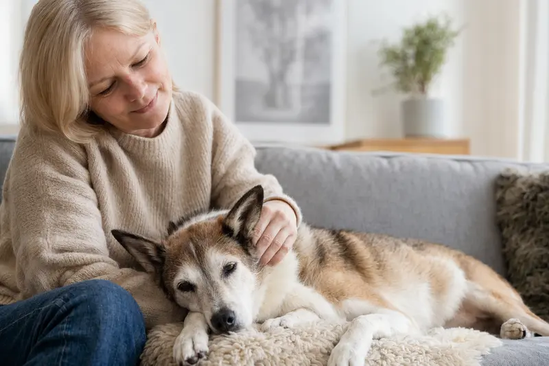 Ein älterer Norwegischer Lundehund entspannt auf einem Sofa, während sein Besitzer ihn liebevoll streichelt und eine warme Lichtstimmung erzeugt.