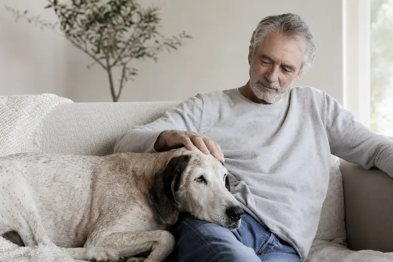Ein älterer Ogar Polski Hund liegt entspannt auf einem Sofa, während sein Besitzer ihn liebevoll streichelt.