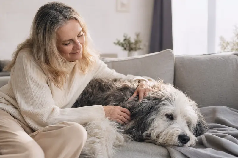 Ein älterer Old English Sheepdog liegt entspannt auf einem Sofa, während sein Besitzer ihn liebevoll streichelt.
