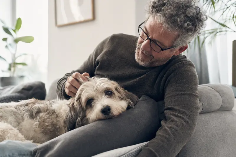 Ein älterer Pachon De Victoria Hund liegt entspannt auf einem gemütlichen Sofa, während sein Besitzer ihn liebevoll streichelt.