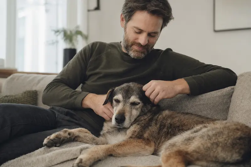 Ein älterer Pai Hund liegt entspannt auf einem Sofa, während sein Besitzer ihn liebevoll streichelt und eine warme, sichere Atmosphäre genießt.