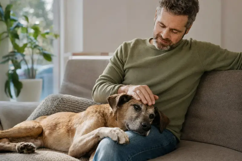Ein älterer Paleiyakaran Hund liegt entspannt auf einem Sofa, während sein Besitzer ihn liebevoll streichelt.