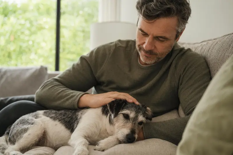 Ein älterer Parson Jack Russell Terrier liegt entspannt auf einem Sofa, während sein Besitzer ihn liebevoll streichelt und eine warme Lichtstimmung das ruhige Zuhause unterstreicht.