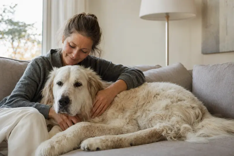 Ein älterer Patou Hund liegt entspannt auf einem gemütlichen Sofa, während sein Besitzer ihn liebevoll streichelt.