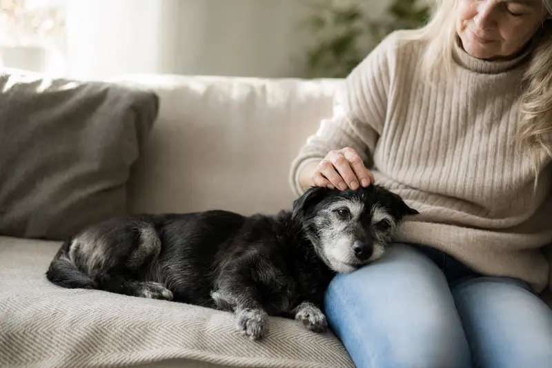 Ein älterer Patterdale Terrier entspannt auf einem Sofa, während sein Besitzer ihn liebevoll streichelt und eine gemütliche Atmosphäre schafft.
