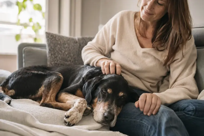 Ein älterer Peintinger-Bracke Hund liegt entspannt auf einem gemütlichen Sofa, während sein Besitzer ihn liebevoll streichelt und eine warme Lichtstimmung herrscht.