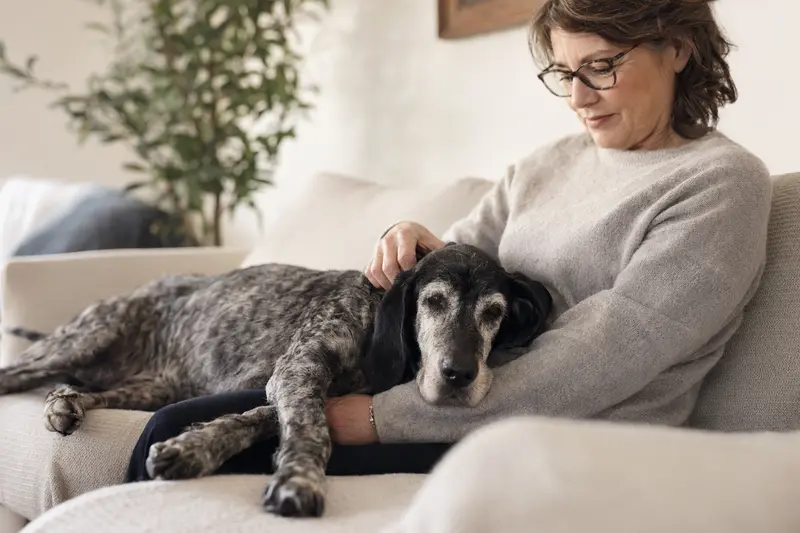 Ein älterer Perdigueiro Portugues Hund liegt entspannt auf einem Sofa, während sein Besitzer ihn liebevoll streichelt.