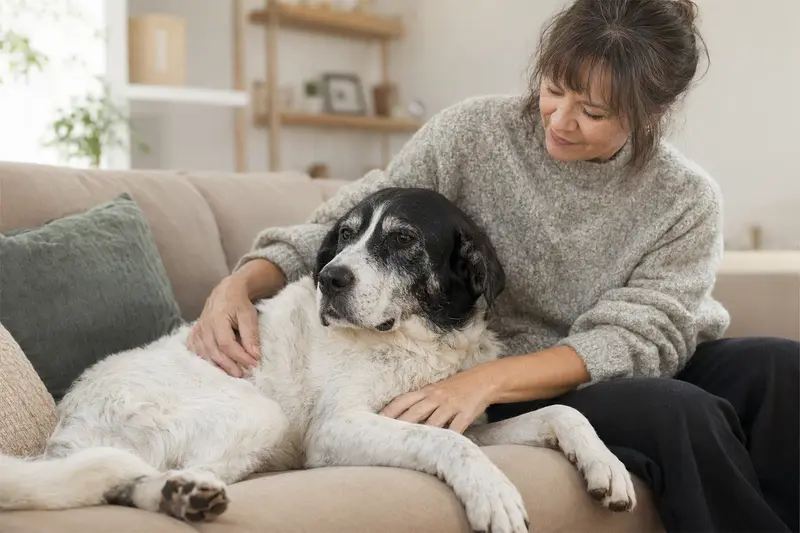 Ein älterer Perro de Ganado Majorero Hund entspannt auf einem Sofa, während sein Besitzer ihn liebevoll streichelt.