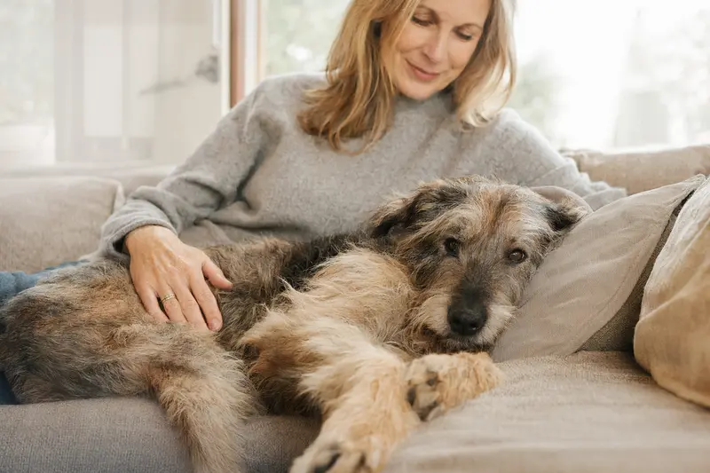 Älterer Perro de los Paramos liegt entspannt auf dem Sofa, während sein Besitzer ihn liebevoll streichelt.
