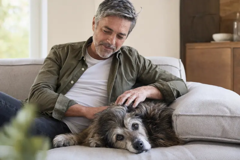 Ein älterer Perro de Pastor Mallorquin liegt entspannt auf einem gemütlichen Sofa, während sein Besitzer ihn liebevoll streichelt.