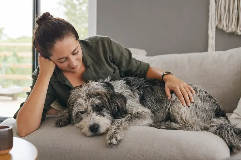 Ein älterer Perro Gaucho Hund liegt entspannt auf einem gemütlichen Sofa, während ihn sein Besitzer liebevoll streichelt.