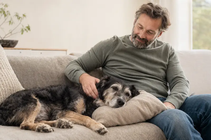 Ein älterer Perro Gocho Hund liegt entspannt auf einem gemütlichen Sofa, während sein Besitzer ihn liebevoll streichelt.