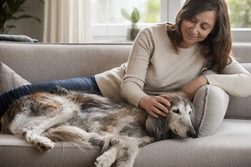 Ein älterer Persischer Windhund ruht auf einem Sofa, während sein Besitzer ihn liebevoll streichelt.