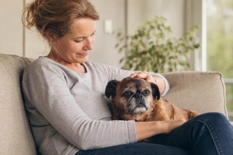 Ein älterer Petit Brabancon Hund entspannt auf einem Sofa, während sein Besitzer ihn liebevoll streichelt.