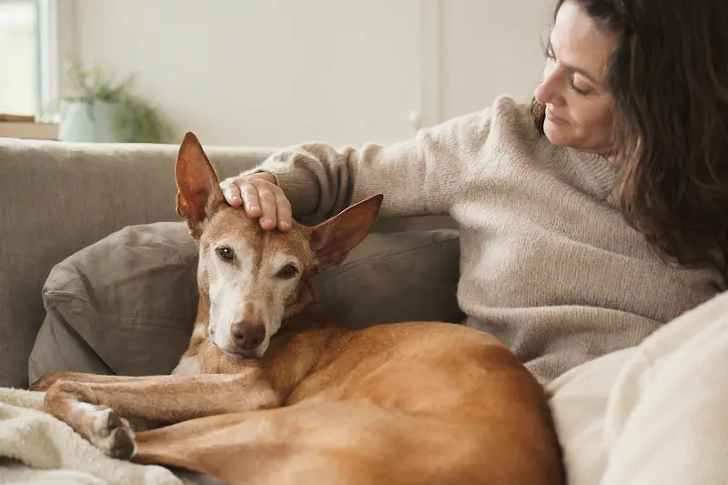 Ein älterer Pharaonenhund liegt entspannt auf einem Sofa, während sein Besitzer ihn liebevoll streichelt - ein Moment der Fürsorge und Geborgenheit.