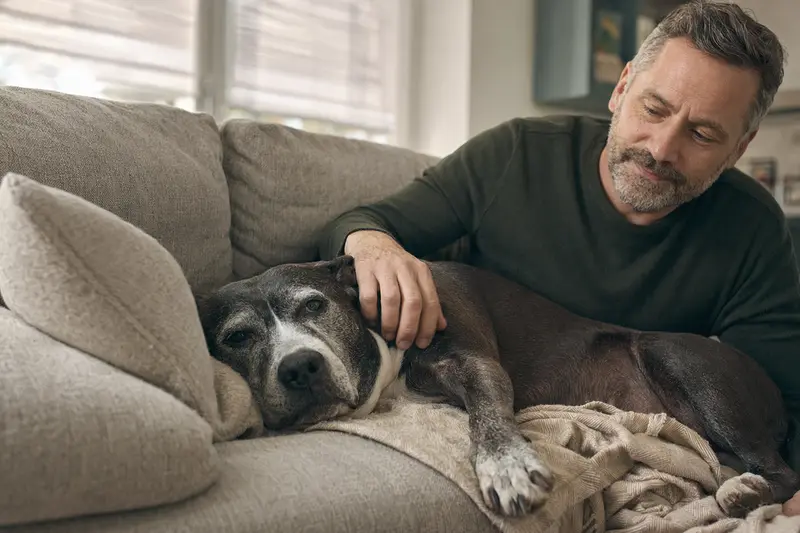 Ein älterer Pit Bull liegt entspannt auf einem Sofa, während sein Besitzer ihn liebevoll streichelt, in einer warmen und sicheren Wohnatmosphäre.