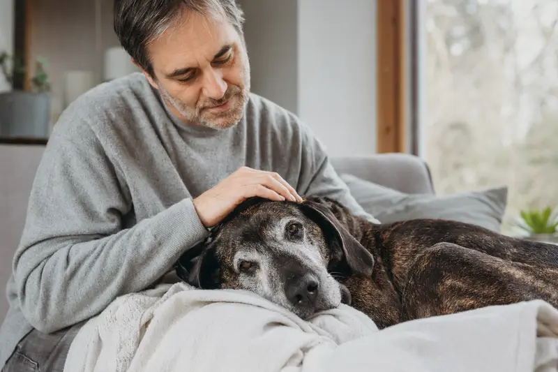 Ein älterer Plott-Hound Hund liegt entspannt auf einem Sofa, während sein Besitzer ihn liebevoll streichelt.