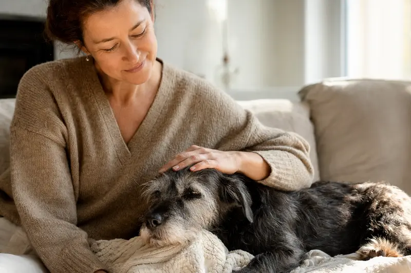 Älterer Plummer Terrier liegt entspannt auf einem Sofa, während sein Besitzer ihn liebevoll streichelt, ein Bild von Fürsorge und Sicherheit für den Hund.
