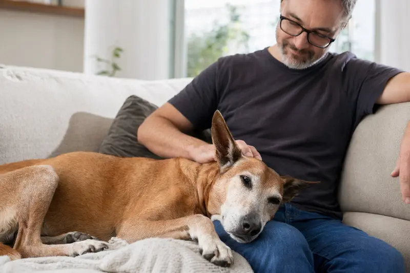 Ein älterer Podenco Canario Hund liegt entspannt auf einem gemütlichen Sofa, während sein Besitzer ihn liebevoll streichelt und eine warme, sichere Atmosphäre schafft.