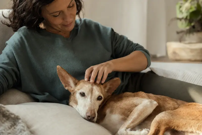 Älterer Podenco Malagueño liegt entspannt auf einem gemütlichen Sofa, während sein Besitzer ihn liebevoll streichelt.
