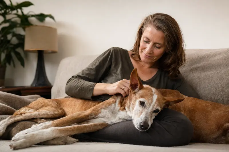Ein älterer Podenco Malgueno liegt entspannt auf einem Sofa, während sein Besitzer ihn liebevoll streichelt – eine ruhige Szene rund um Hundegesundheit und Fürsorge.