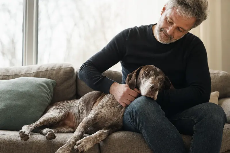Älterer Portugiesischer Pointer liegt entspannt auf dem Sofa, während sein Besitzer ihn liebevoll streichelt.