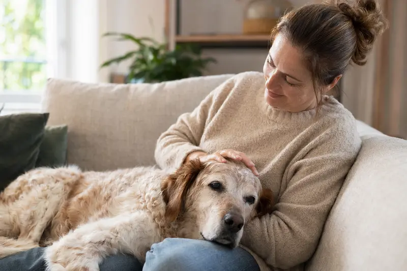 Ein älterer Portugiesischer Vorstehhund liegt entspannt auf einem Sofa, während sein Besitzer ihn liebevoll streichelt.