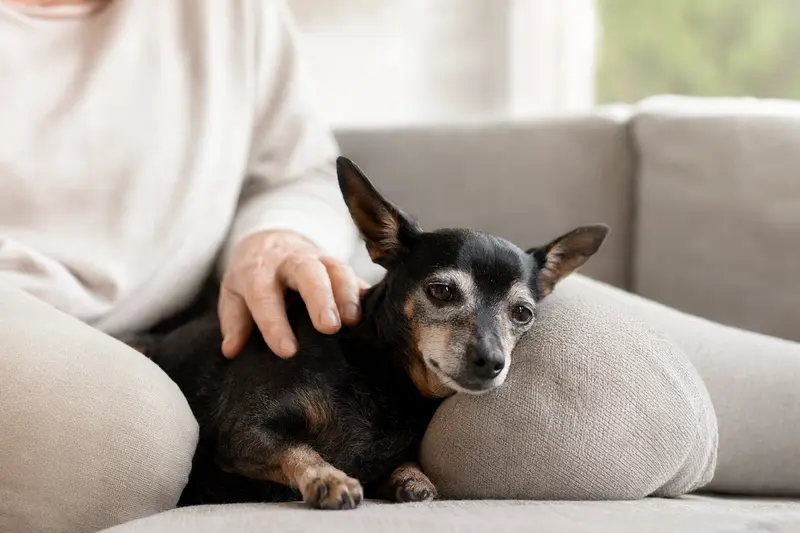Ein älterer Prager Rattler liegt entspannt auf einem Sofa, während sein Besitzer ihn liebevoll streichelt.