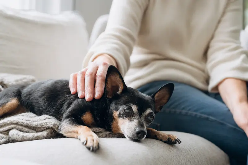 Ein älterer Prazsky Krysarik liegt entspannt auf einem Sofa, während sein Besitzer ihn liebevoll streichelt.