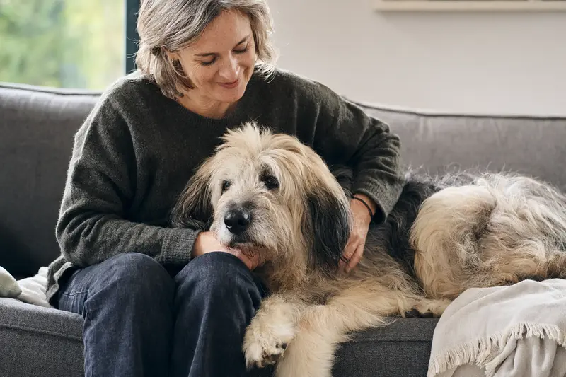 Ein älterer Pyrenäen-Schäferhund liegt entspannt auf einem Sofa, während sein Besitzer ihn liebevoll streichelt.