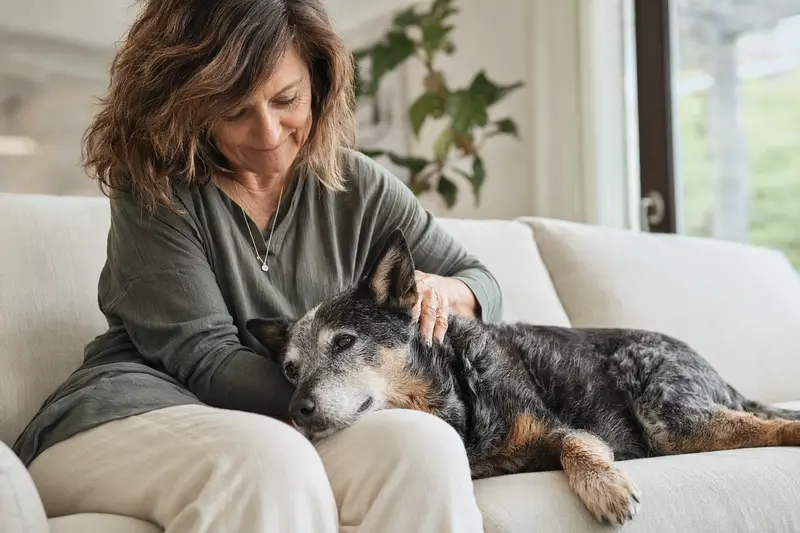Ein älterer Queensland Heeler liegt entspannt auf einem Sofa, während sein Besitzer ihn liebevoll streichelt.